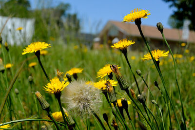 Close-up of yellow flowering plants on field