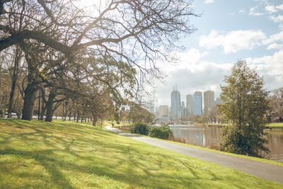 Trees in park with city in background