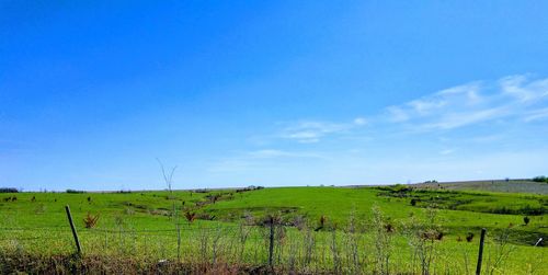 Scenic view of agricultural field against blue sky