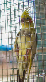 Close-up of parrot in cage