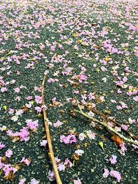 Close-up of pink flowers blooming outdoors