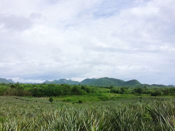 Scenic view of field against sky