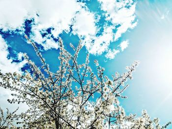 Low angle view of tree against blue sky