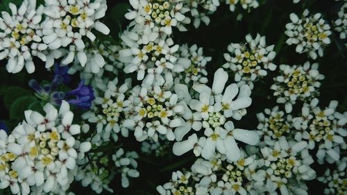 Close-up of flowers blooming outdoors