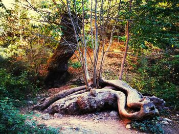 Close-up of tree in forest