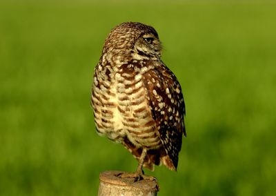 Close-up of bird perching on wooden post