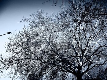 Low angle view of bare tree against sky