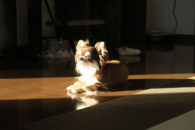 Dog sitting on floor at home