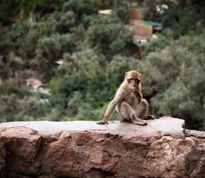 Monkey sitting on rock