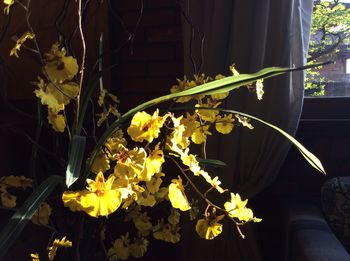 Close-up of yellow flowers