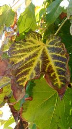 Close-up of insect on plant