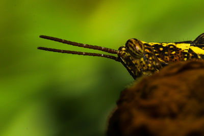 Close-up of insect on rock