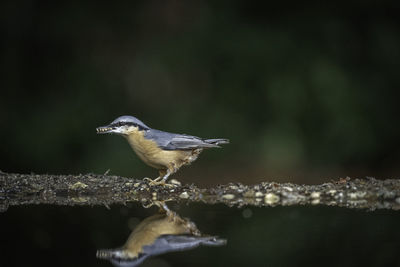 Close-up of bird perching on wood