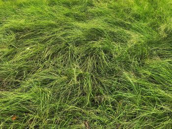 High angle view of crops on field