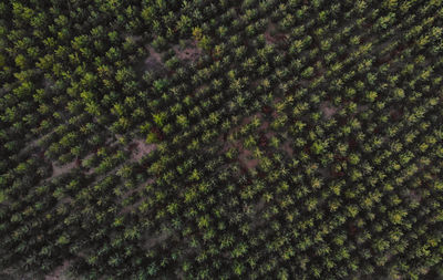 Full frame shot of plants on field