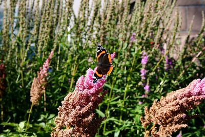 Close-up of bee pollinating on purple flower