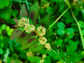 Close-up of insect on plant