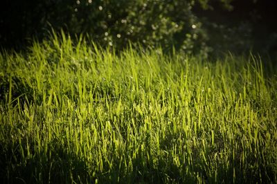 Plants growing on field