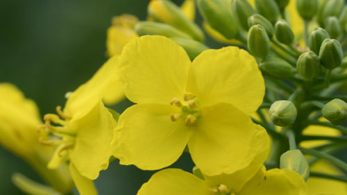 Close-up of yellow flowers blooming outdoors