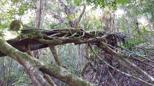 Close-up of tree trunk in forest