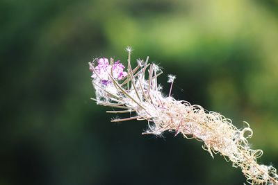 Close-up of purple flowering plant