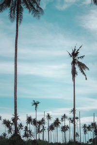 palm tree