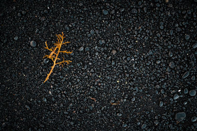 High angle view of dry leaf on road