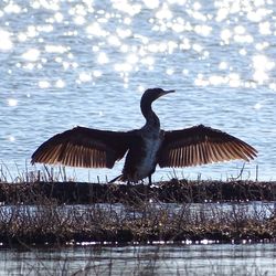 Bird flying over water