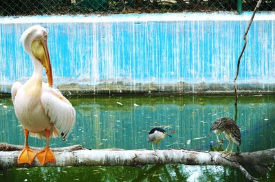 View of birds in water