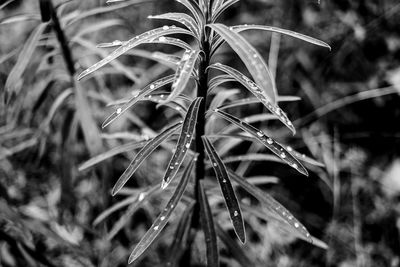 Close-up of plant against blurred background