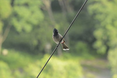 Close-up of a bird perching on a plant