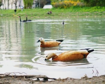 Ducks in lake