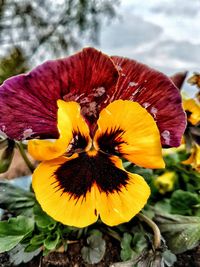 Close-up of yellow flower blooming outdoors