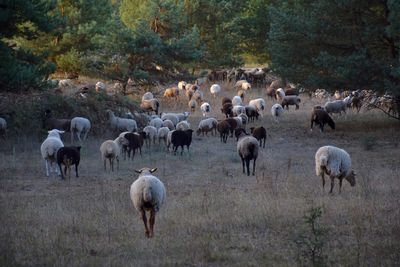 Flock of sheep in a field