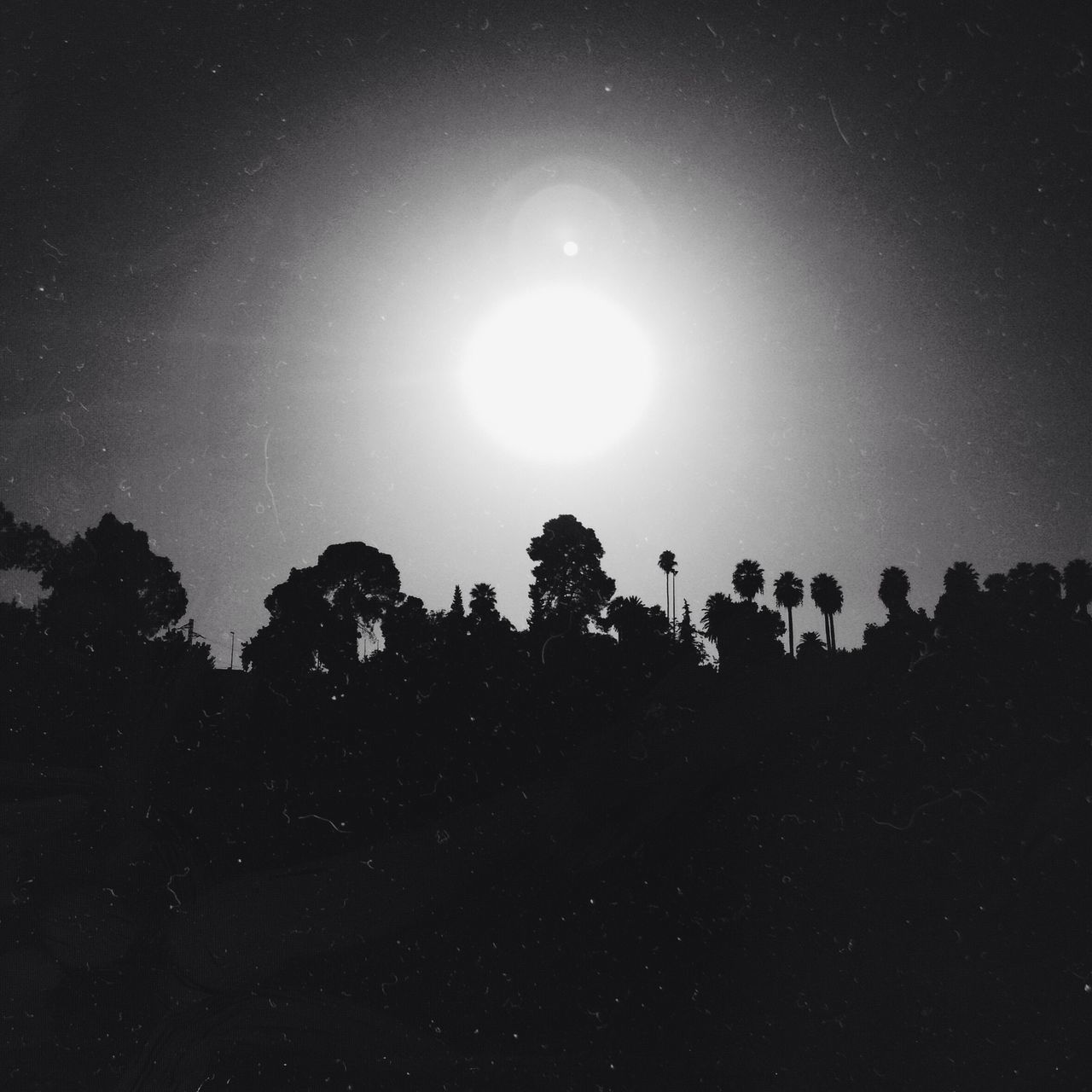 SILHOUETTE OF TREES AGAINST SKY