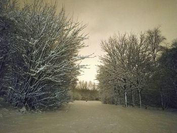 Bare trees on field against clear sky during winter