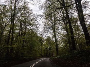Road amidst trees in forest