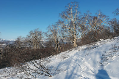 Trees against clear sky during winter