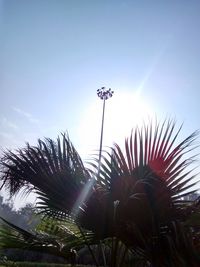 Low angle view of palm trees against blue sky