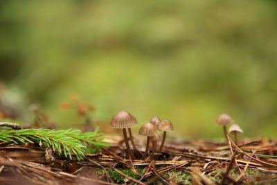 Close-up of mushroom growing outdoors