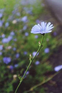 Close-up of purple flowering plant