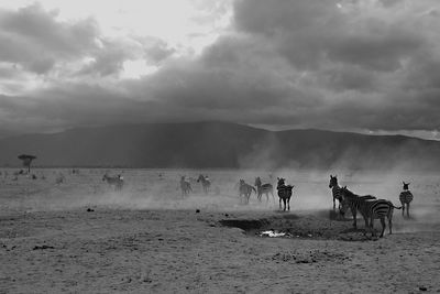 Group of horses on the beach