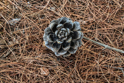 High angle view of dried pine cone on field