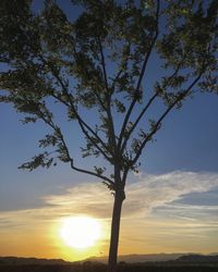 Low angle view of silhouette tree against sky during sunset