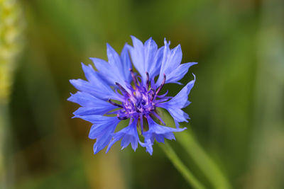 Close-up of purple blue flower