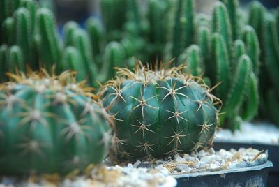 Close-up of succulent plant