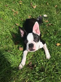 High angle view of dog on grassy field