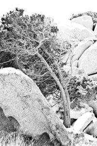 Scenic view of landscape