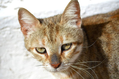 Close-up portrait of cat