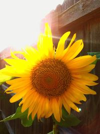 Close-up of sunflower